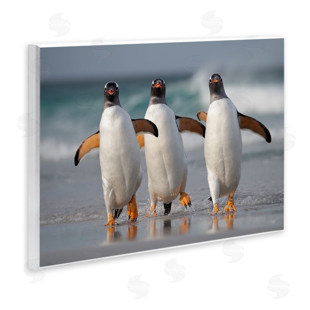 Joshua Galicki Penguin Trio on Beach Wall Plaque Art Print