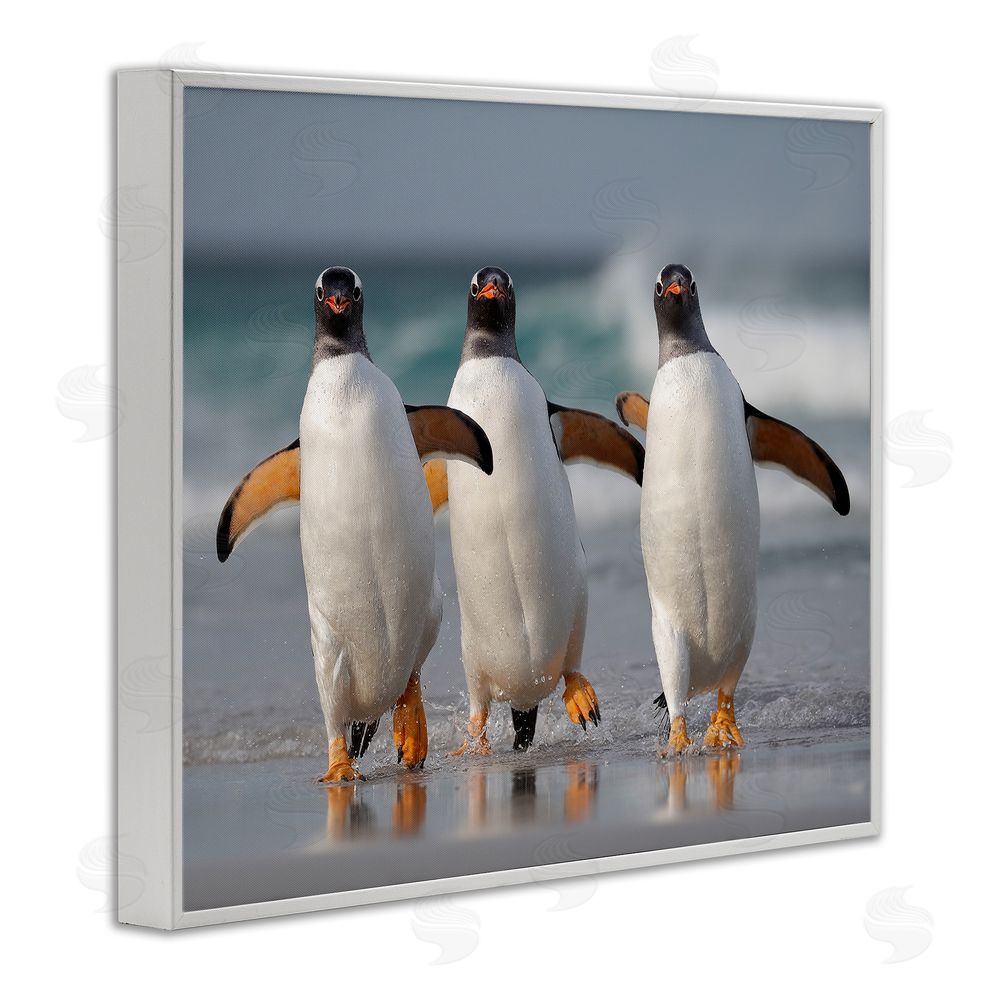 Joshua Galicki Penguin Trio on Beach White Framed Giclee Wall Art Print