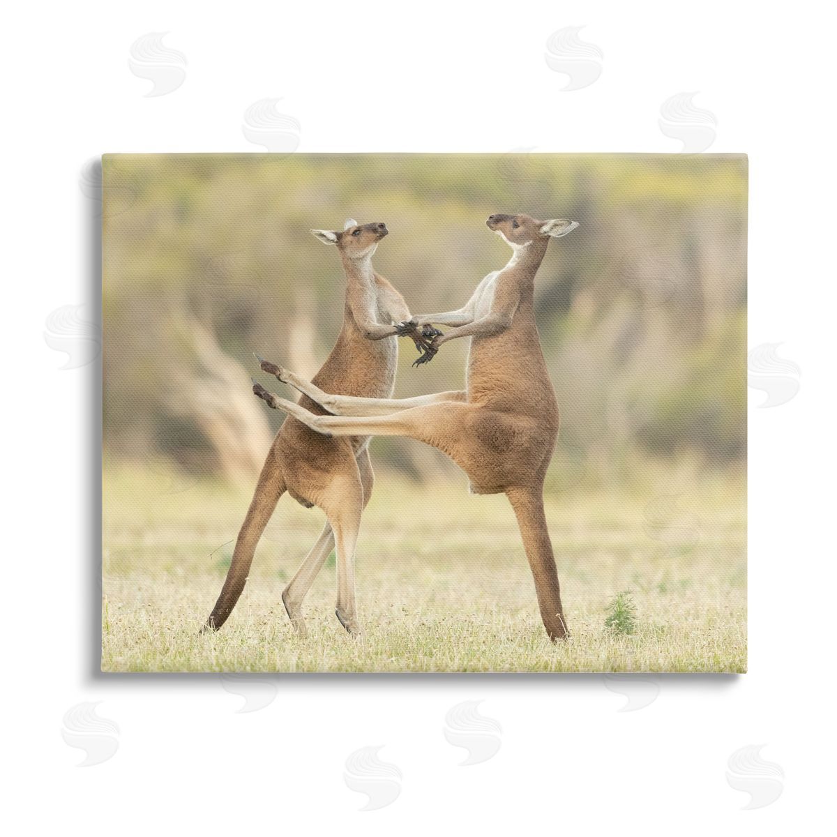 Lea Scaddan Kangaroo Duo Photography Stretched Canvas Wall Art Print