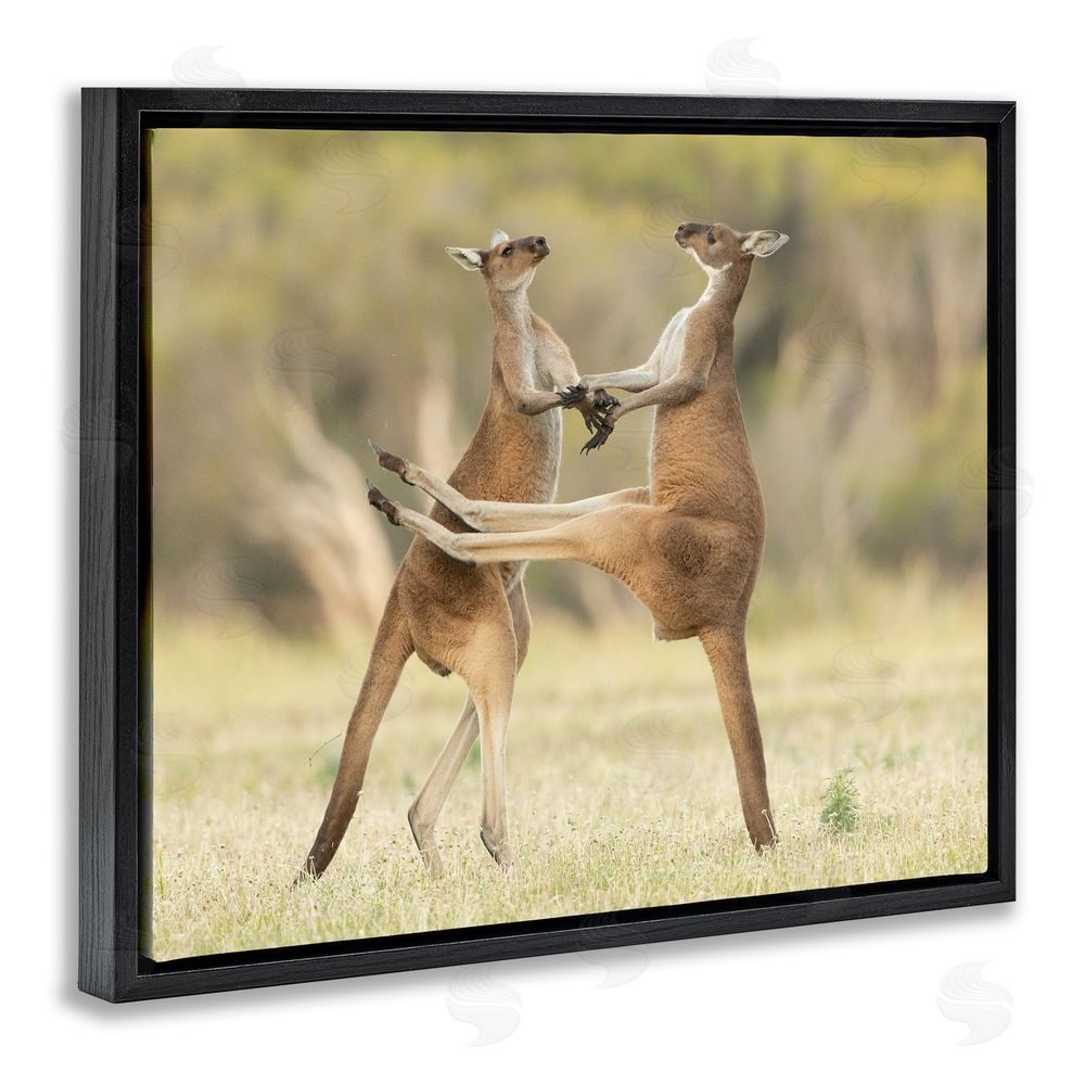 Lea Scaddan Kangaroo Duo Photography Black Floating Frame Canvas Wall Art Print