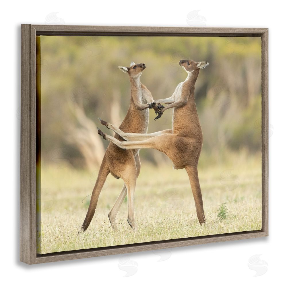 Lea Scaddan Kangaroo Duo Photography Brown Floating Frame Canvas Wall Art Print