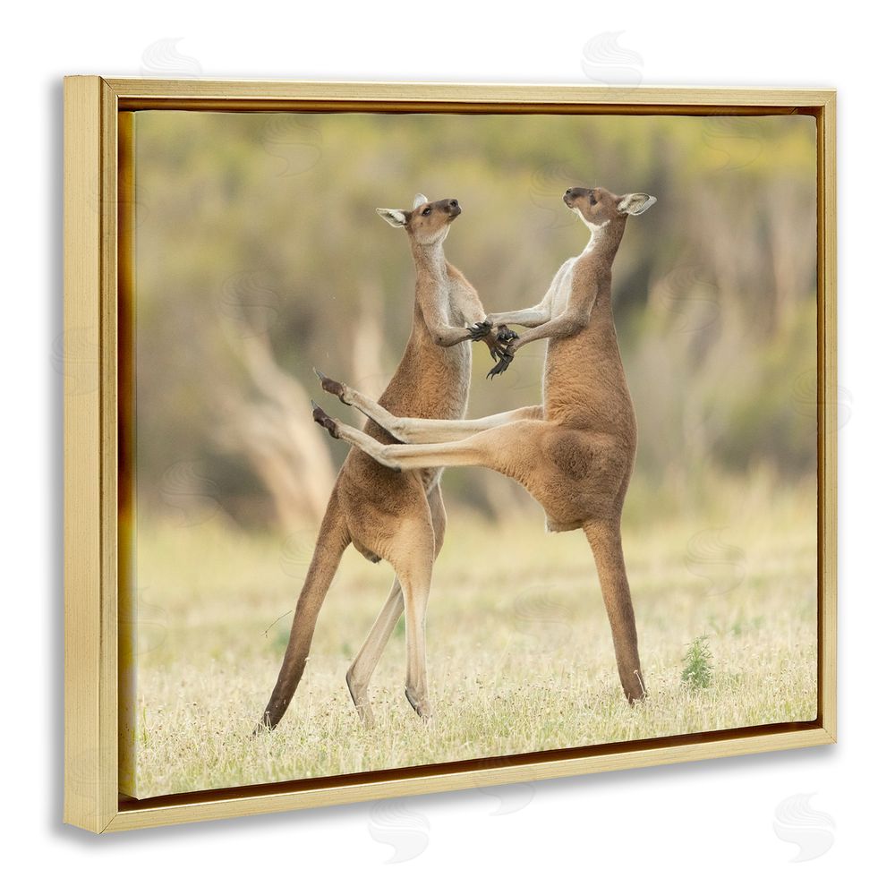 Lea Scaddan Kangaroo Duo Photography Gold Floating Frame Canvas Wall Art Print