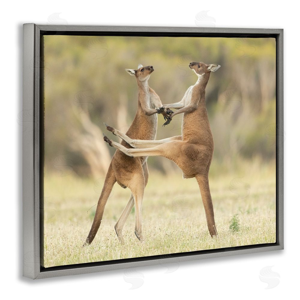 Lea Scaddan Kangaroo Duo Photography Grey Floating Frame Canvas Wall Art Print