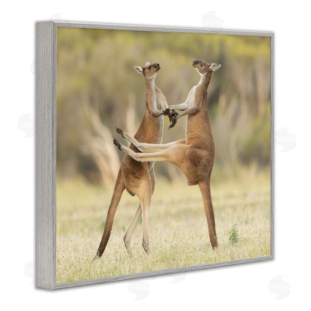 Lea Scaddan Kangaroo Duo Photography Gray Framed Giclee Wall Art Print