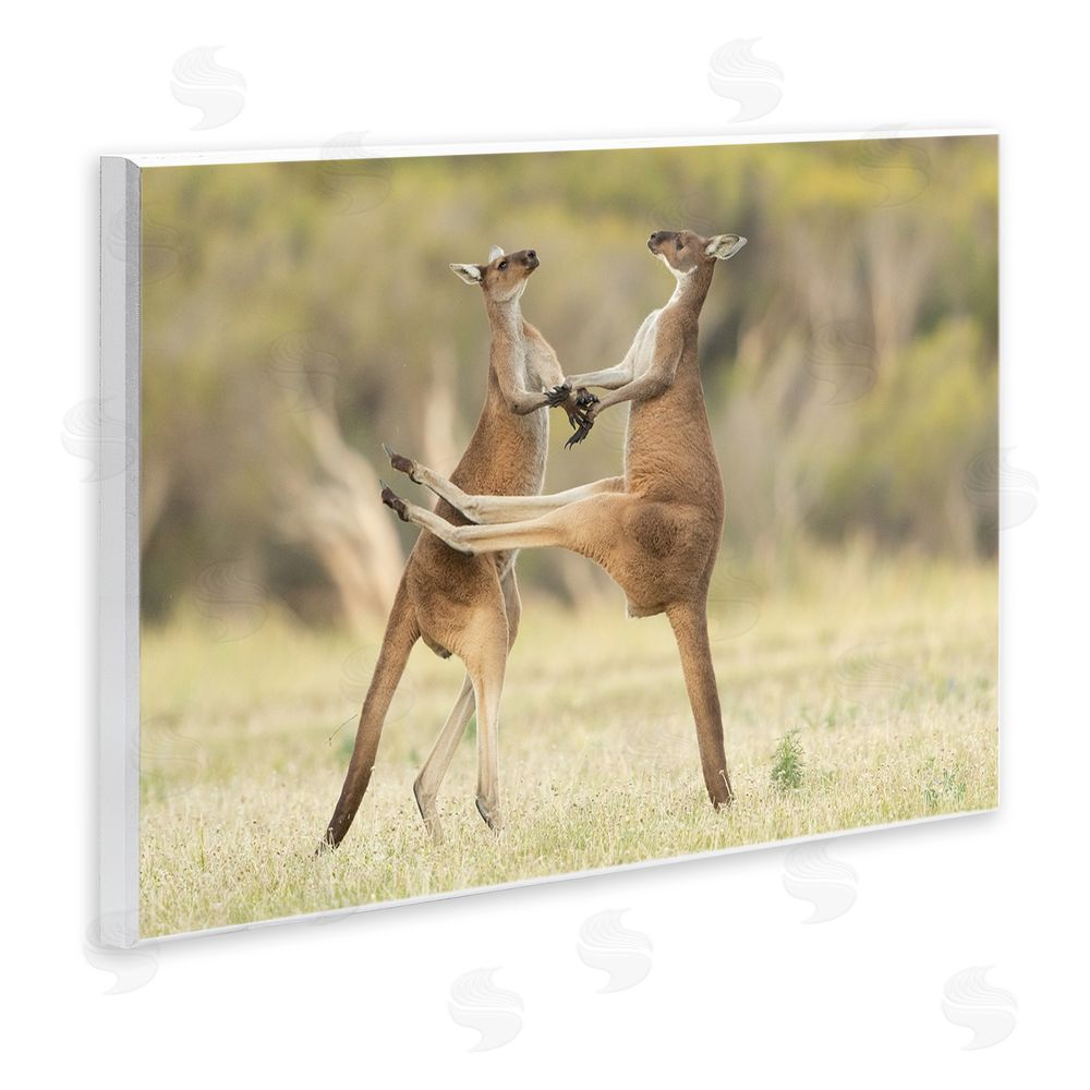 Lea Scaddan Kangaroo Duo Photography Wall Plaque Art Print