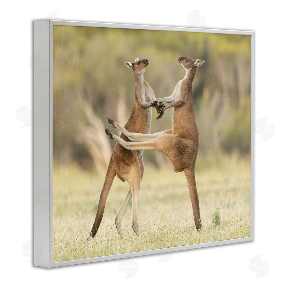 Lea Scaddan Kangaroo Duo Photography White Framed Giclee Wall Art Print