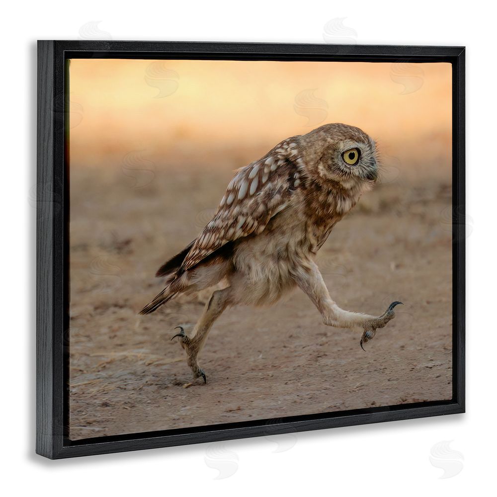 Shuli Greenstein Rushing Little Owl Black Floating Frame Canvas Wall Art Print
