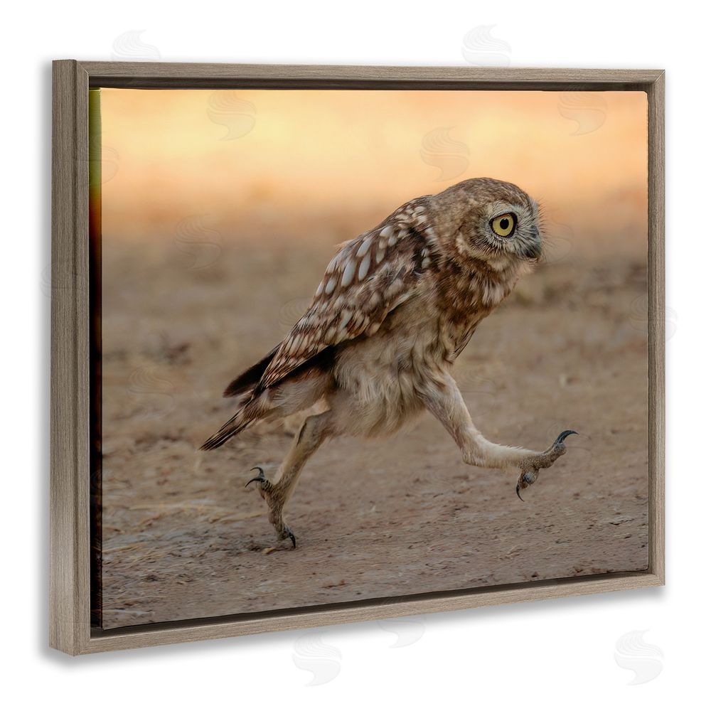 Shuli Greenstein Rushing Little Owl Brown Floating Frame Canvas Wall Art Print