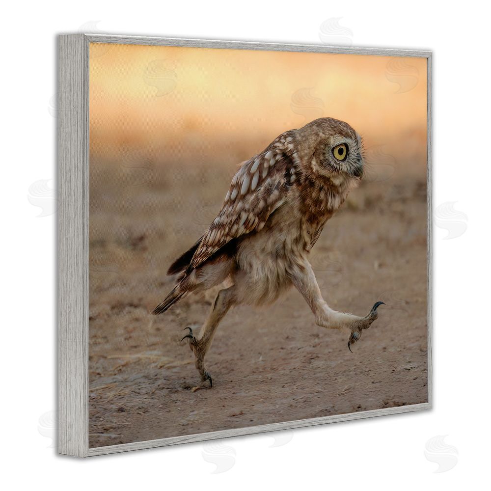 Shuli Greenstein Rushing Little Owl Gray Framed Giclee Wall Art Print