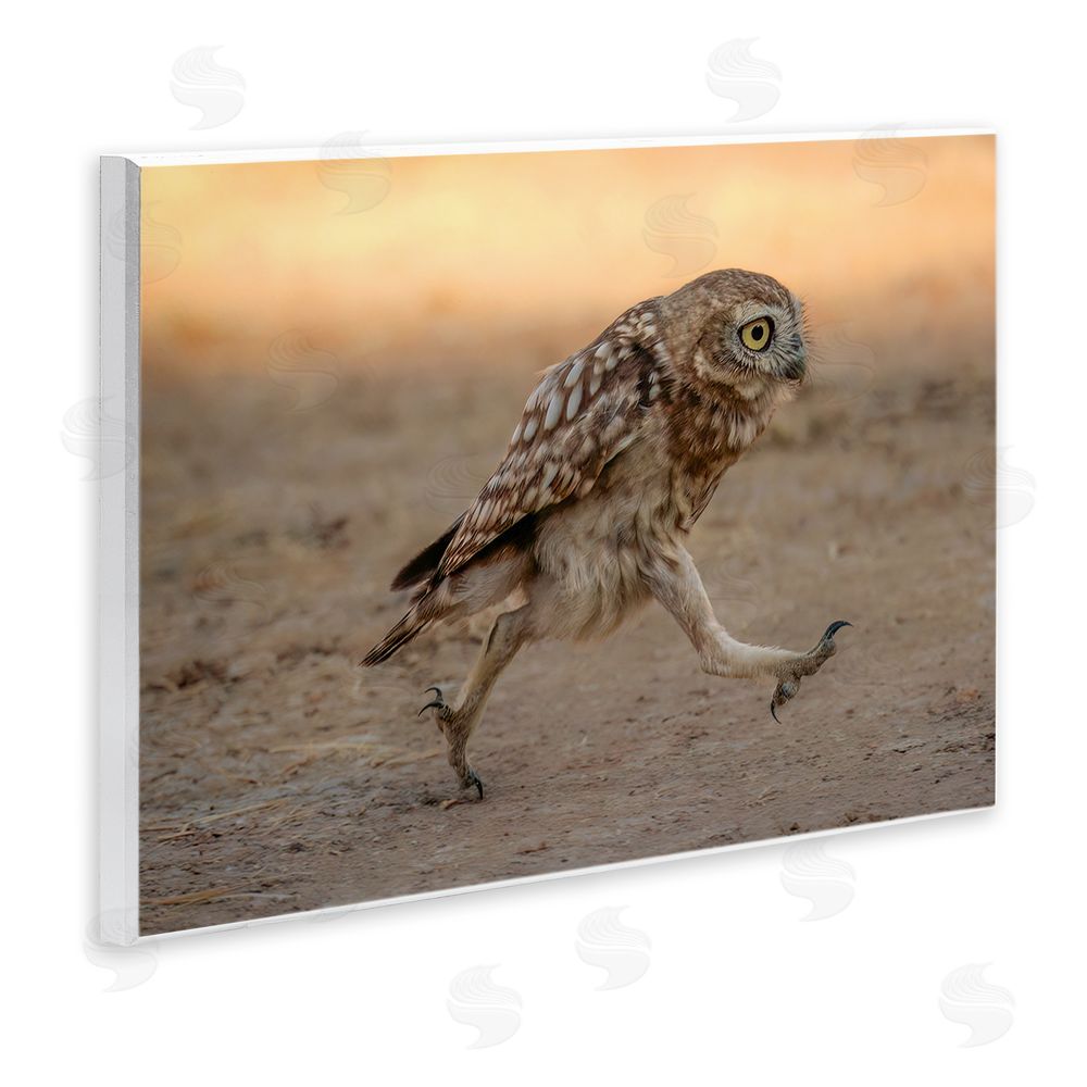 Shuli Greenstein Rushing Little Owl Wall Plaque Art Print
