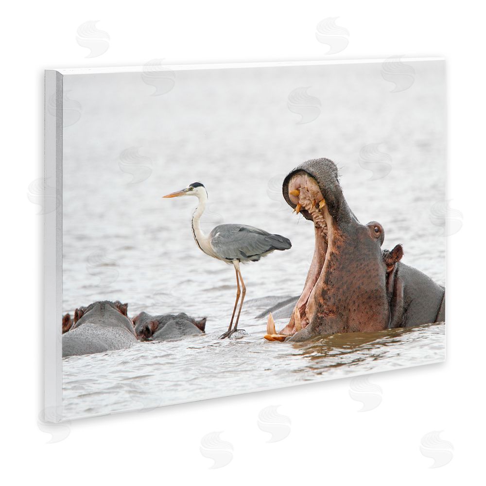 Jean Jacques Alcalay Hippo & Heron Photography Wall Plaque Art Print