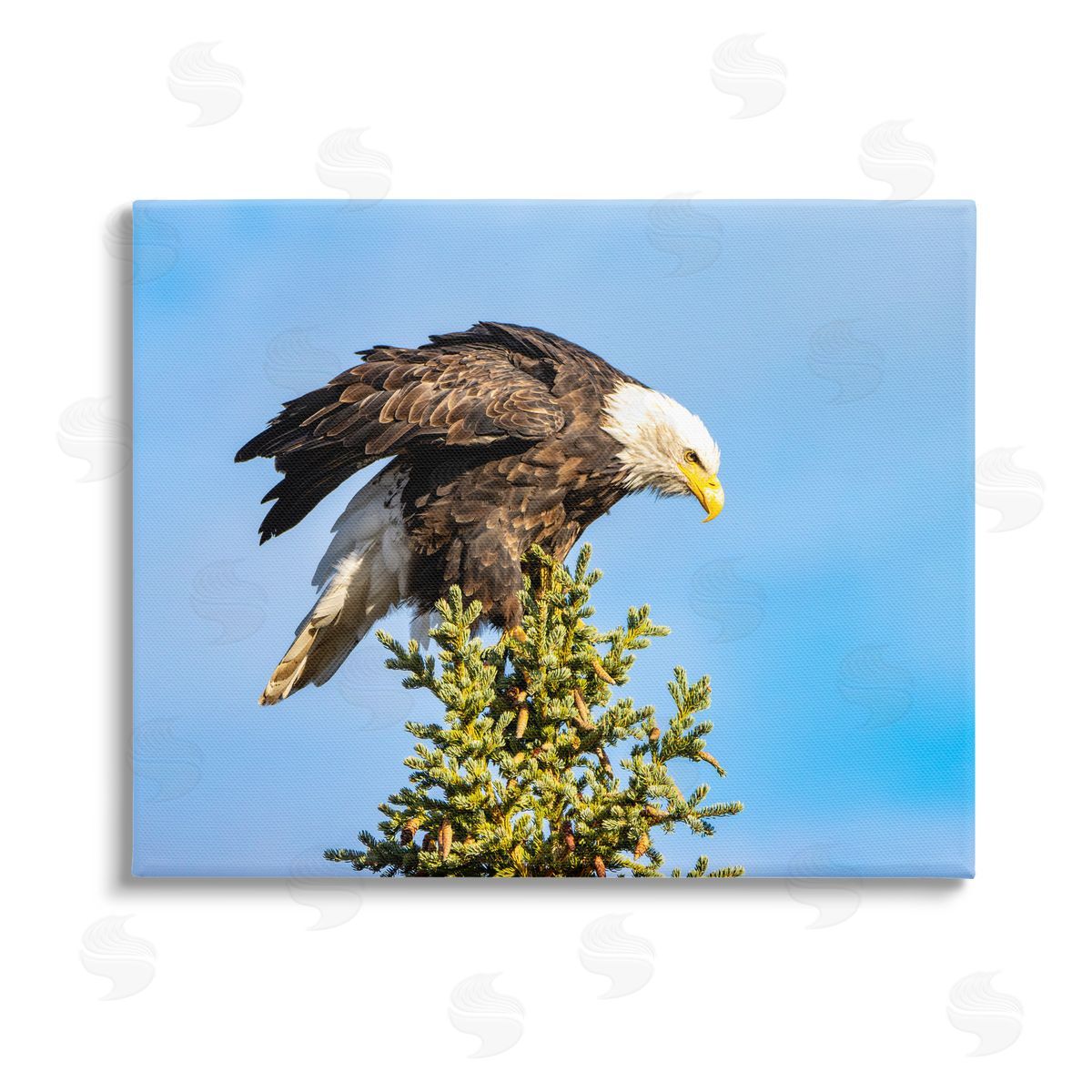 Daniel Sproul Perched Eagle Photography Stretched Canvas Wall Art Print