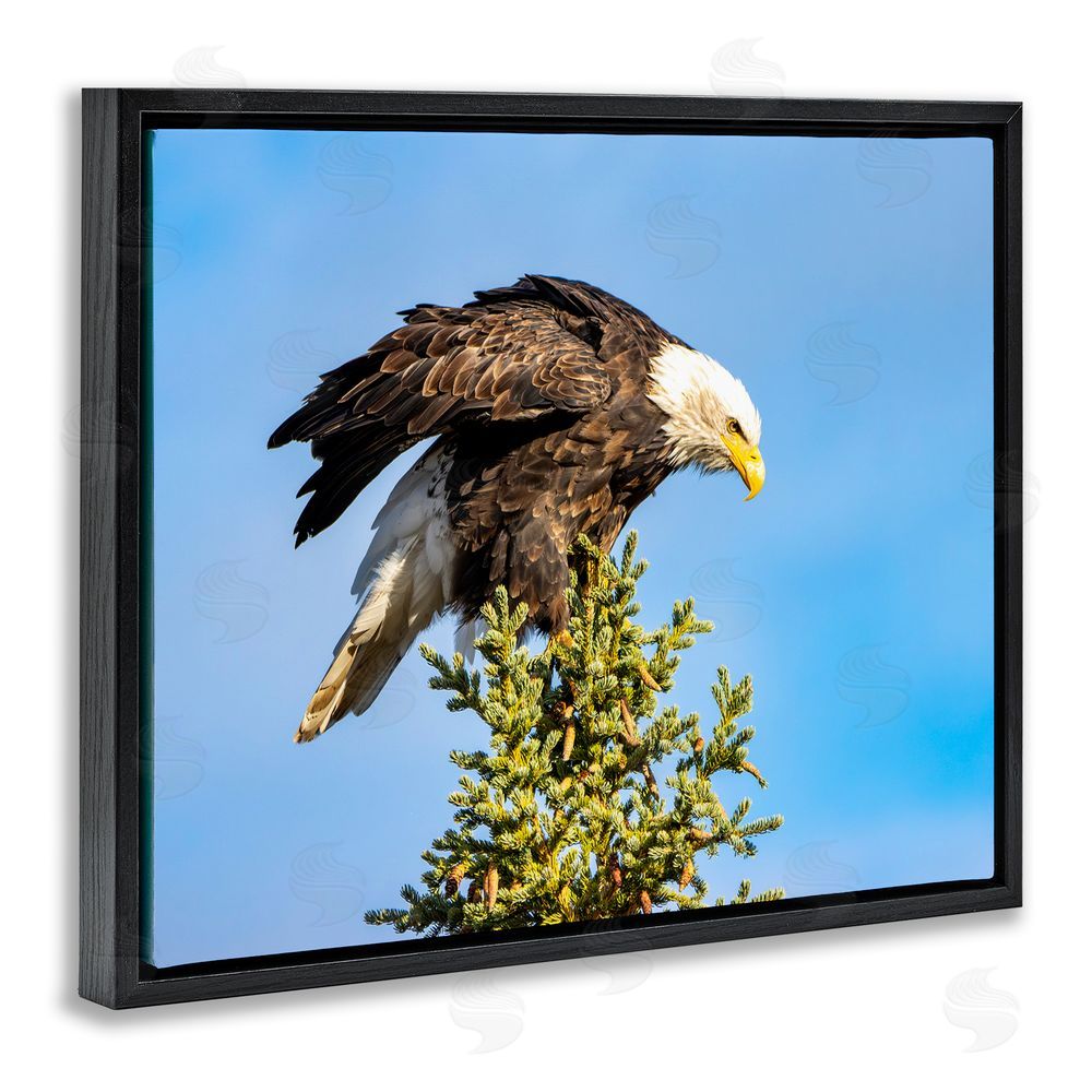 Daniel Sproul Perched Eagle Photography Black Floating Frame Canvas Wall Art Print