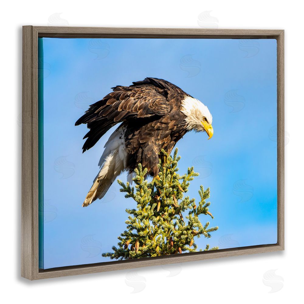 Daniel Sproul Perched Eagle Photography Brown Floating Frame Canvas Wall Art Print