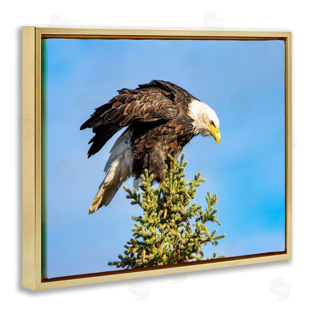 Daniel Sproul Perched Eagle Photography Gold Floating Frame Canvas Wall Art Print