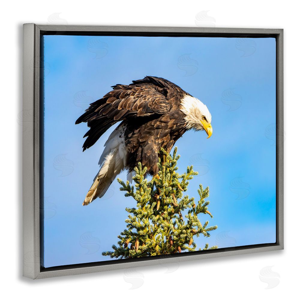 Daniel Sproul Perched Eagle Photography Grey Floating Frame Canvas Wall Art Print