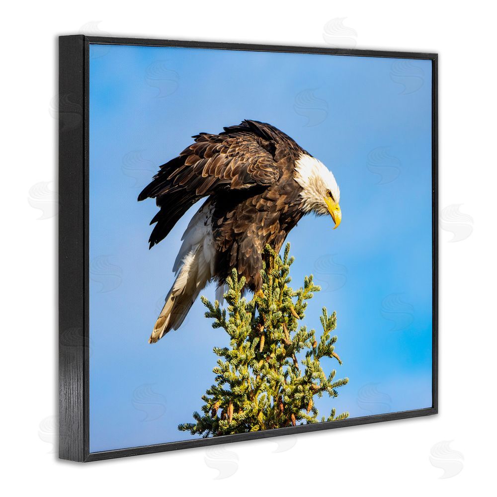 Daniel Sproul Perched Eagle Photography Black Framed Giclee Wall Art Print