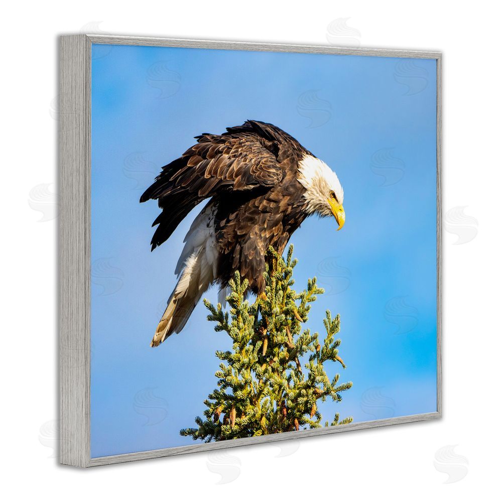 Daniel Sproul Perched Eagle Photography Gray Framed Giclee Wall Art Print