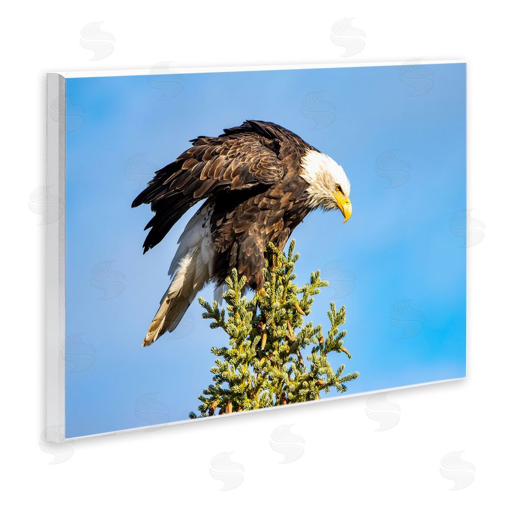 Daniel Sproul Perched Eagle Photography Wall Plaque Art Print