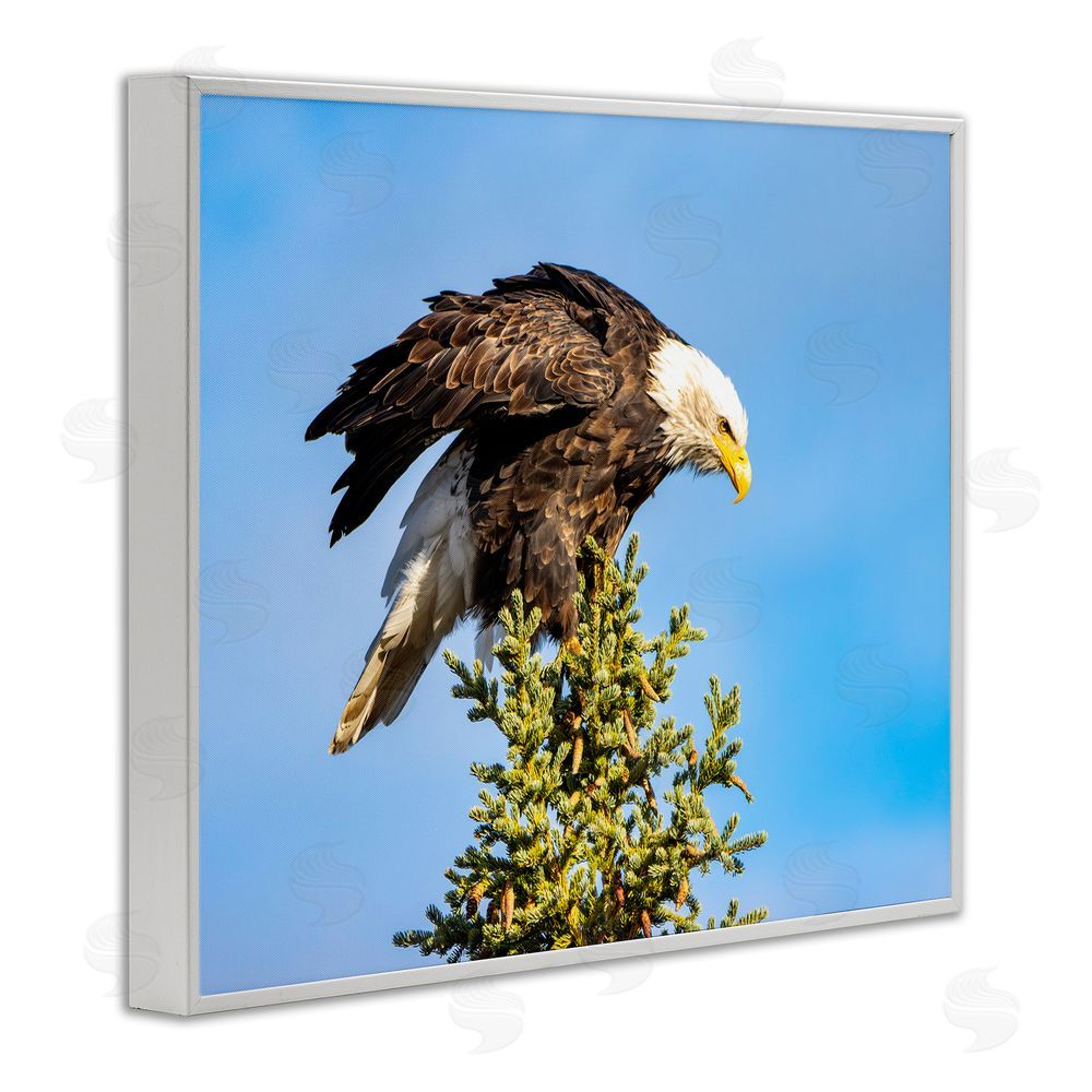 Daniel Sproul Perched Eagle Photography White Framed Giclee Wall Art Print