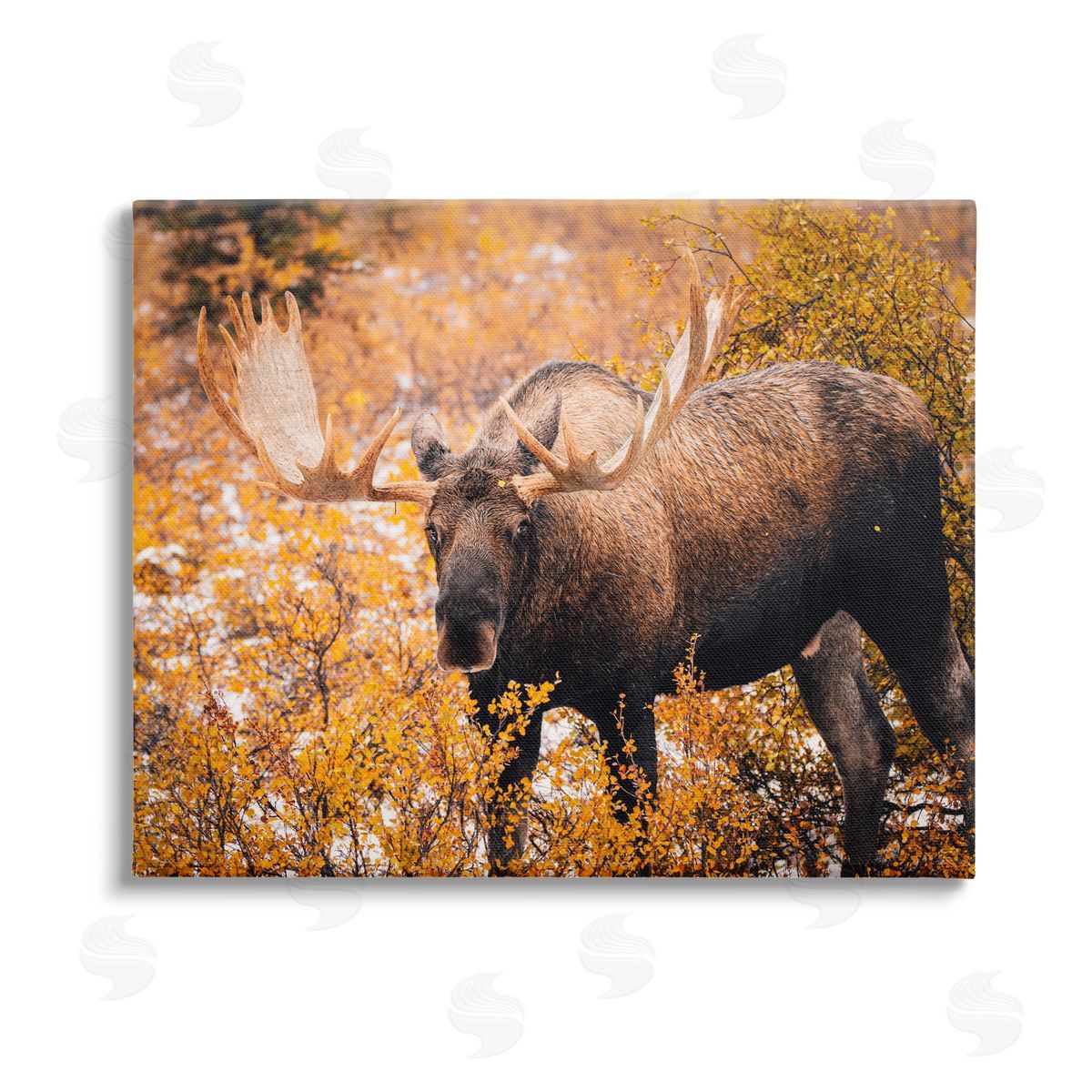 Daniel Sproul Moose in Autumn Foliage Stretched Canvas Wall Art Print