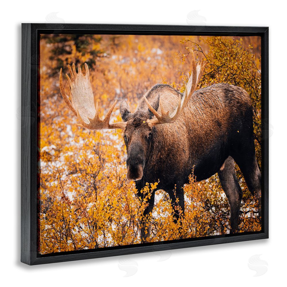 Daniel Sproul Moose in Autumn Foliage Black Floating Frame Canvas Wall Art Print