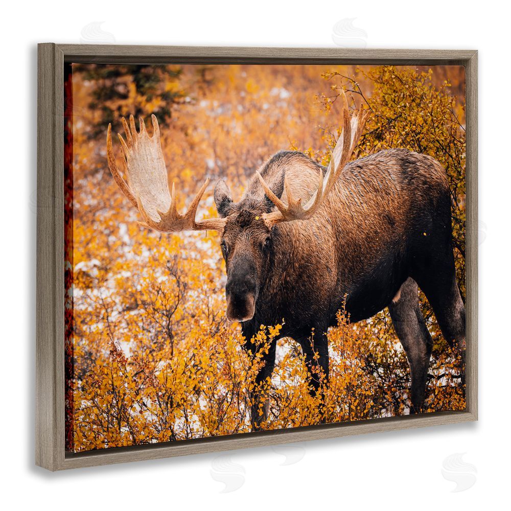 Daniel Sproul Moose in Autumn Foliage Brown Floating Frame Canvas Wall Art Print