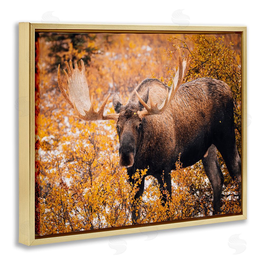 Daniel Sproul Moose in Autumn Foliage Gold Floating Frame Canvas Wall Art Print