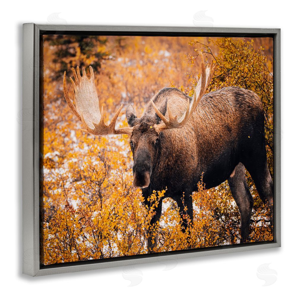 Daniel Sproul Moose in Autumn Foliage Grey Floating Frame Canvas Wall Art Print