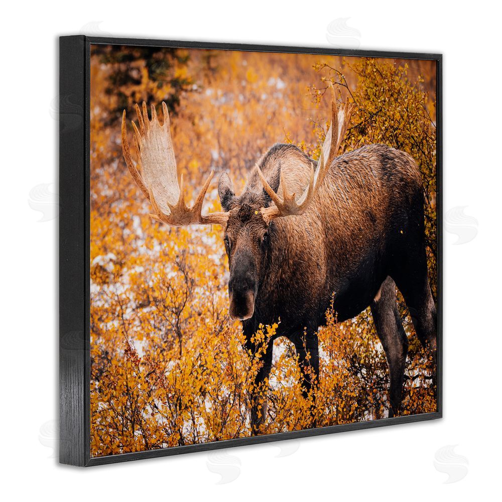 Daniel Sproul Moose in Autumn Foliage Black Framed Giclee Wall Art Print