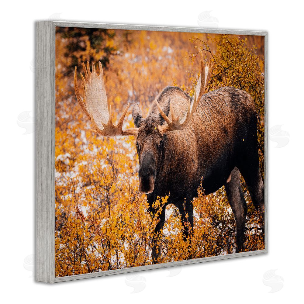 Daniel Sproul Moose in Autumn Foliage Gray Framed Giclee Wall Art Print