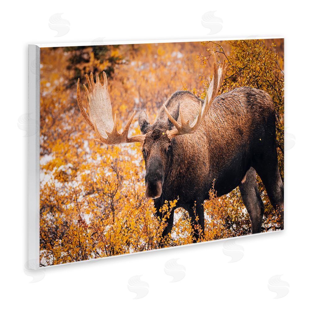 Daniel Sproul Moose in Autumn Foliage Wall Plaque Art Print