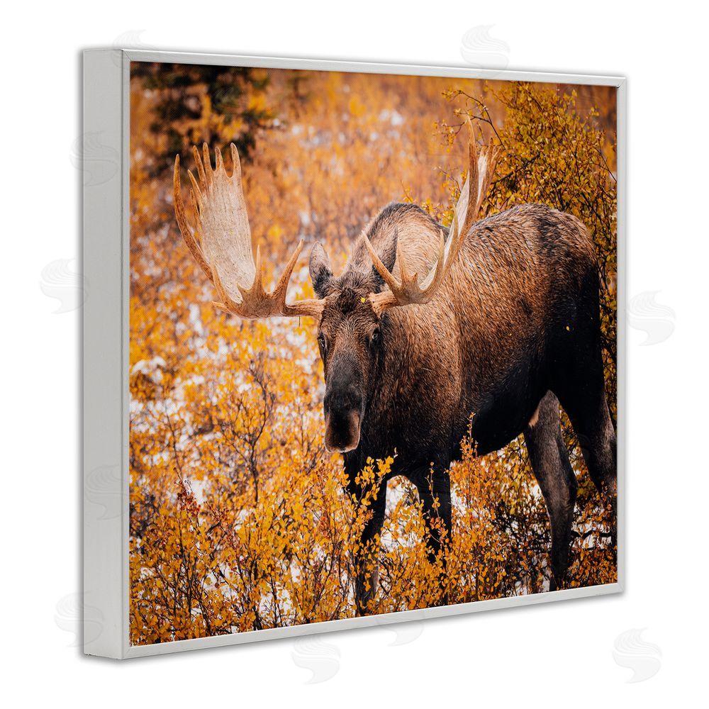 Daniel Sproul Moose in Autumn Foliage White Framed Giclee Wall Art Print