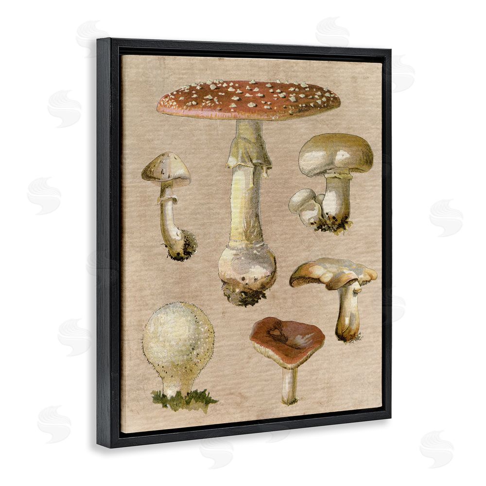 Stupell Studio Vintage Neutral Mushrooms Black Floating Frame Canvas Wall Art Print