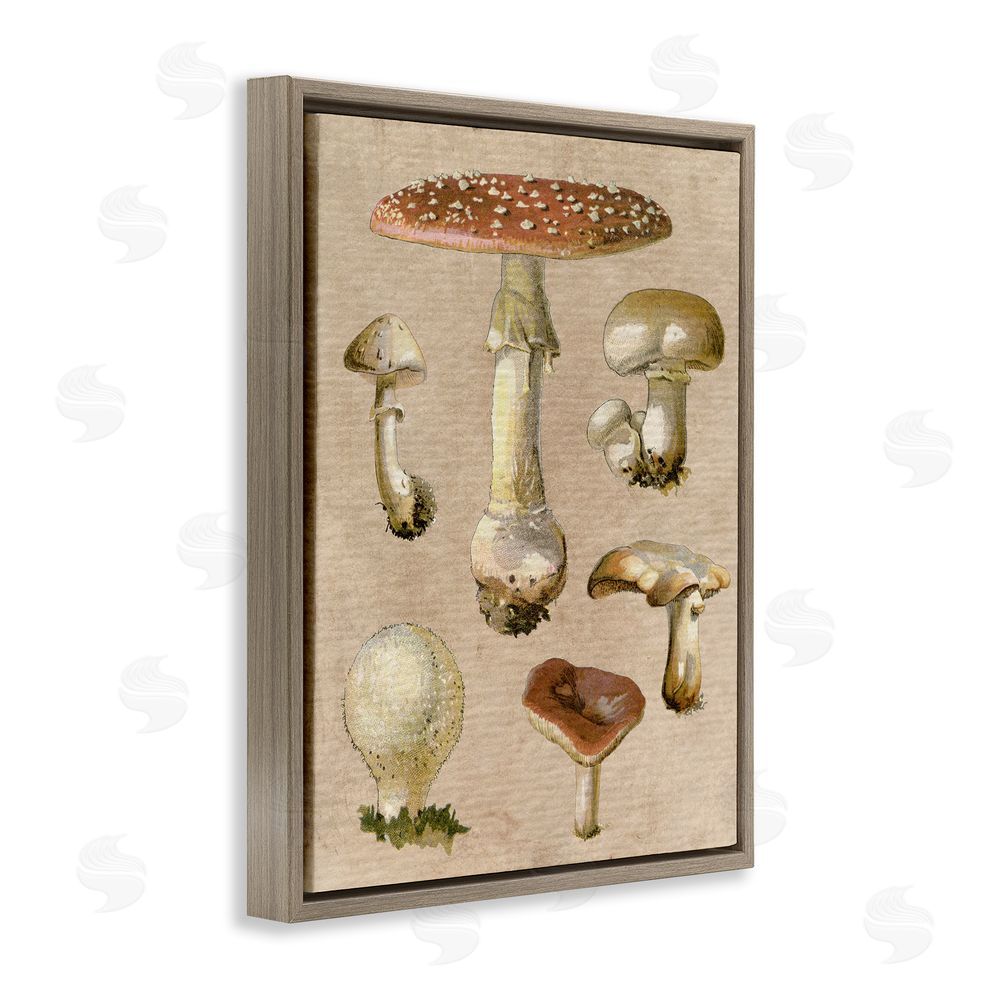 Stupell Studio Vintage Neutral Mushrooms Brown Floating Frame Canvas Wall Art Print