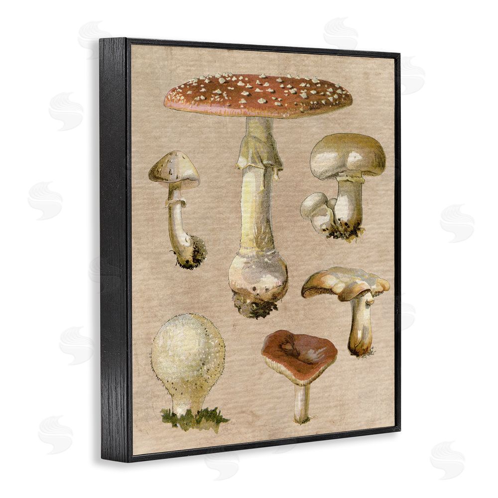 Stupell Studio Vintage Neutral Mushrooms Black Framed Giclee Wall Art Print