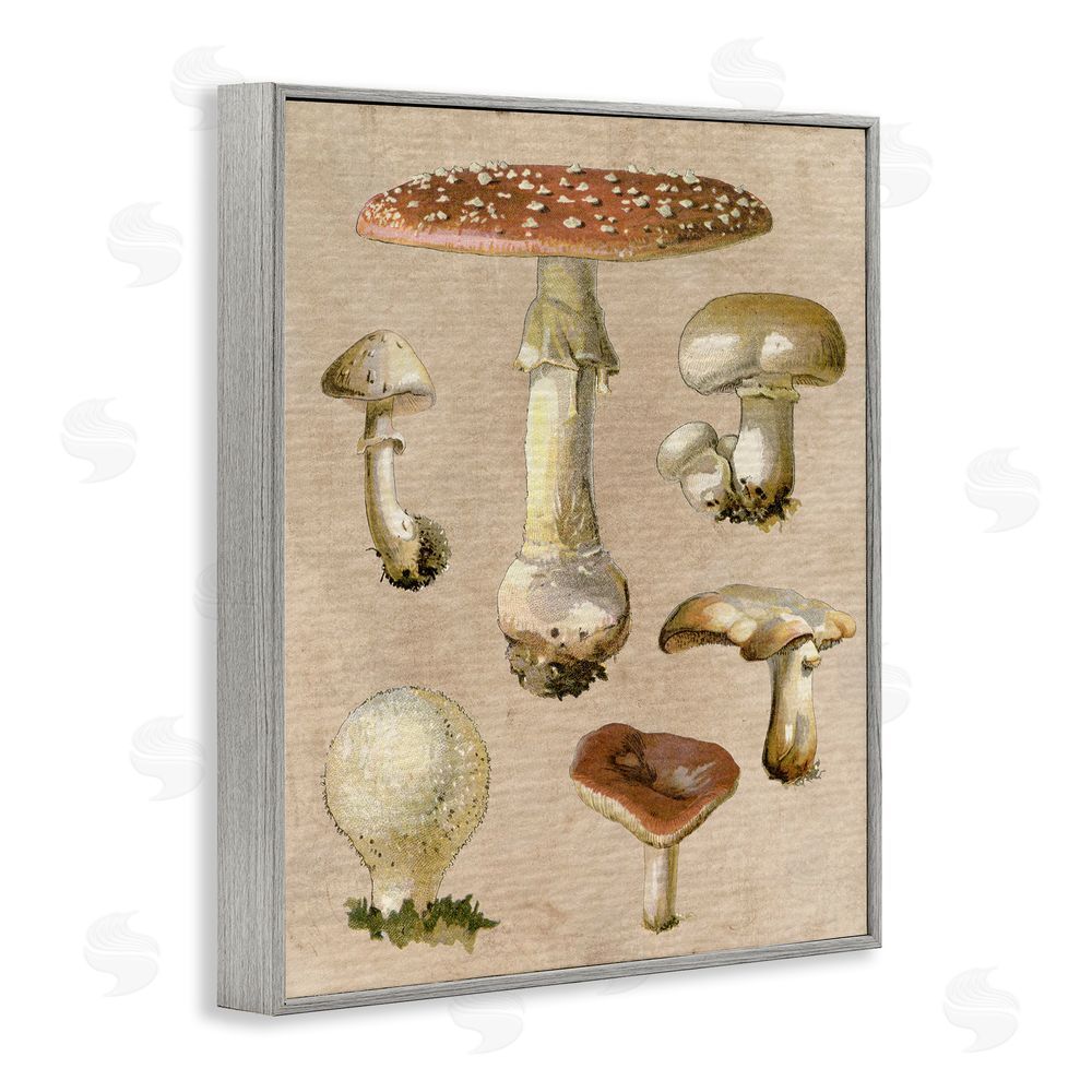Stupell Studio Vintage Neutral Mushrooms Gray Framed Giclee Wall Art Print