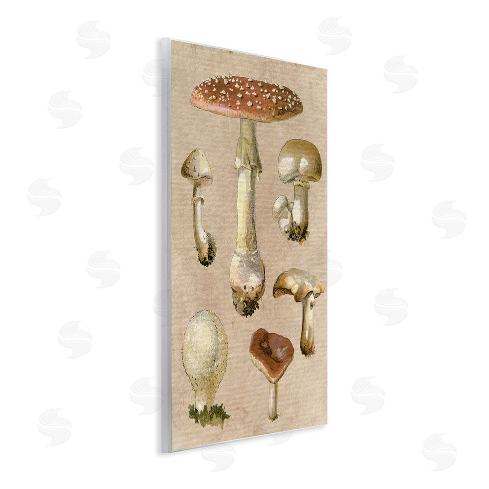 Stupell Studio Vintage Neutral Mushrooms Wall Plaque Art Print
