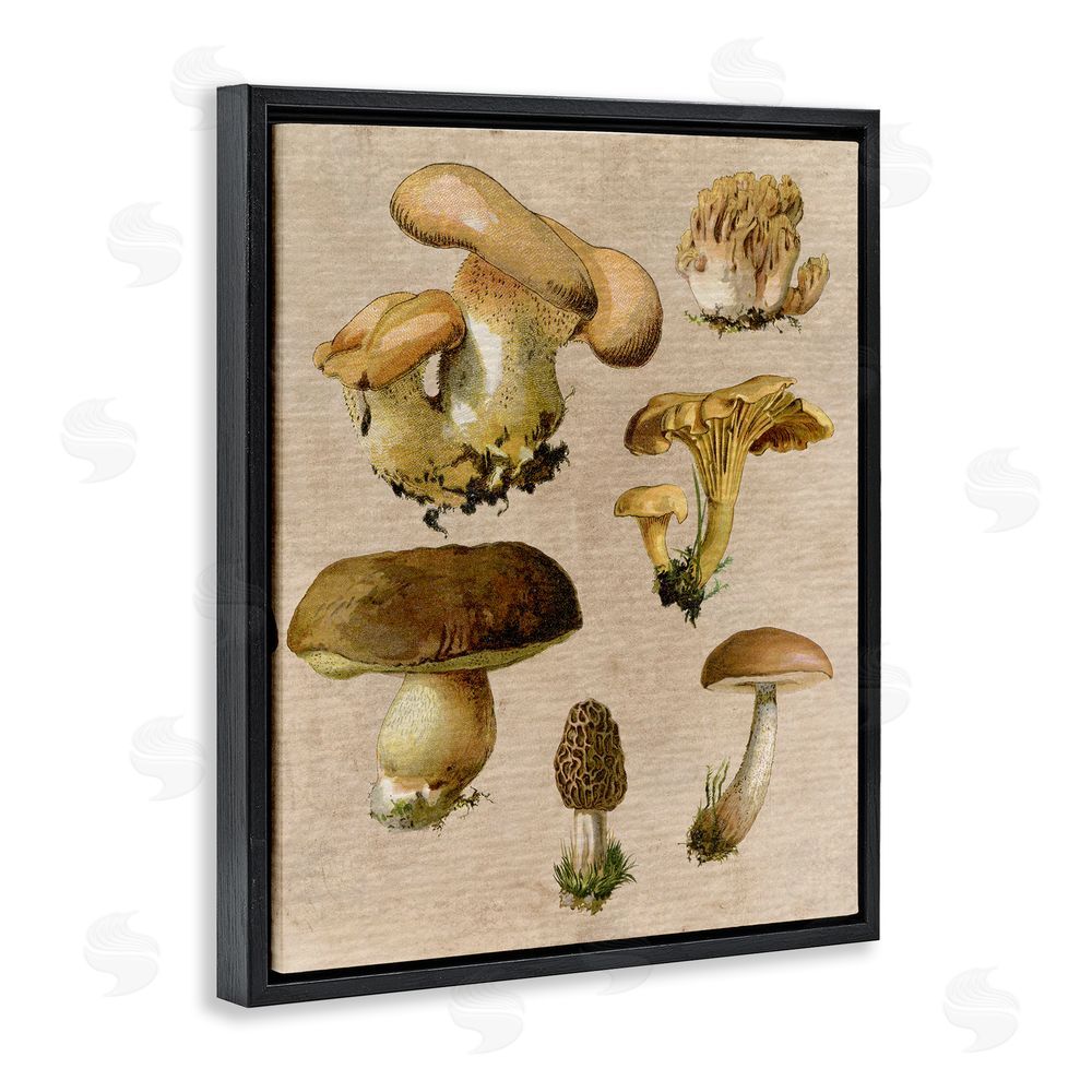Stupell Studio Vintage Mushroom Drawings Black Floating Frame Canvas Wall Art Print