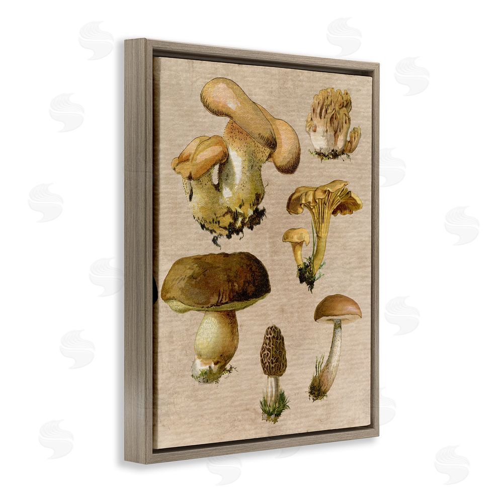 Stupell Studio Vintage Mushroom Drawings Brown Floating Frame Canvas Wall Art Print