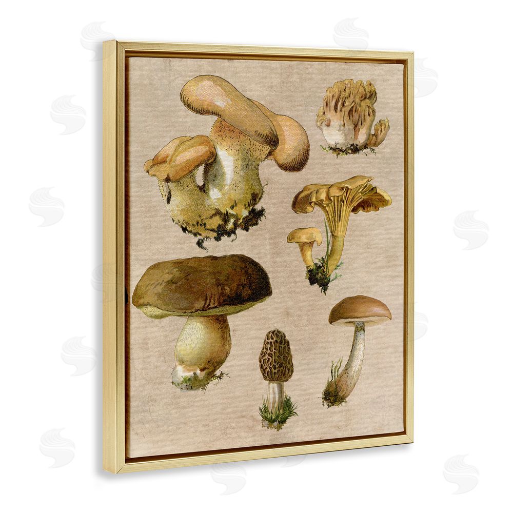 Stupell Studio Vintage Mushroom Drawings Gold Floating Frame Canvas Wall Art Print