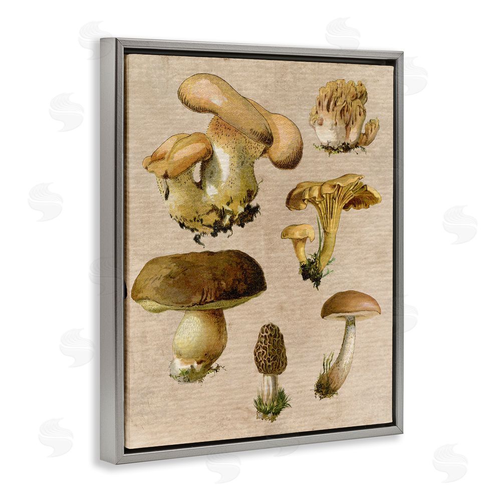 Stupell Studio Vintage Mushroom Drawings Grey Floating Frame Canvas Wall Art Print