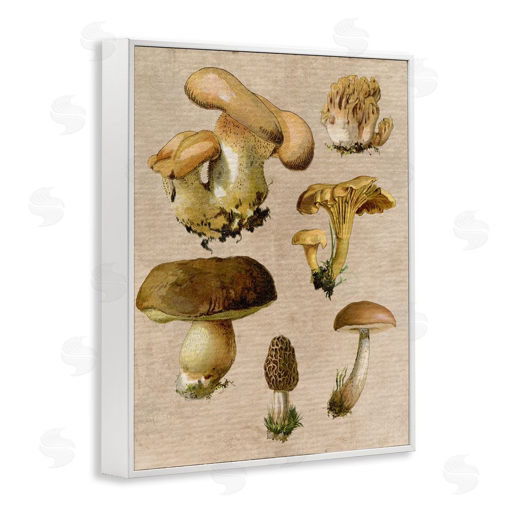 Stupell Studio Vintage Mushroom Drawings White Framed Giclee Wall Art Print