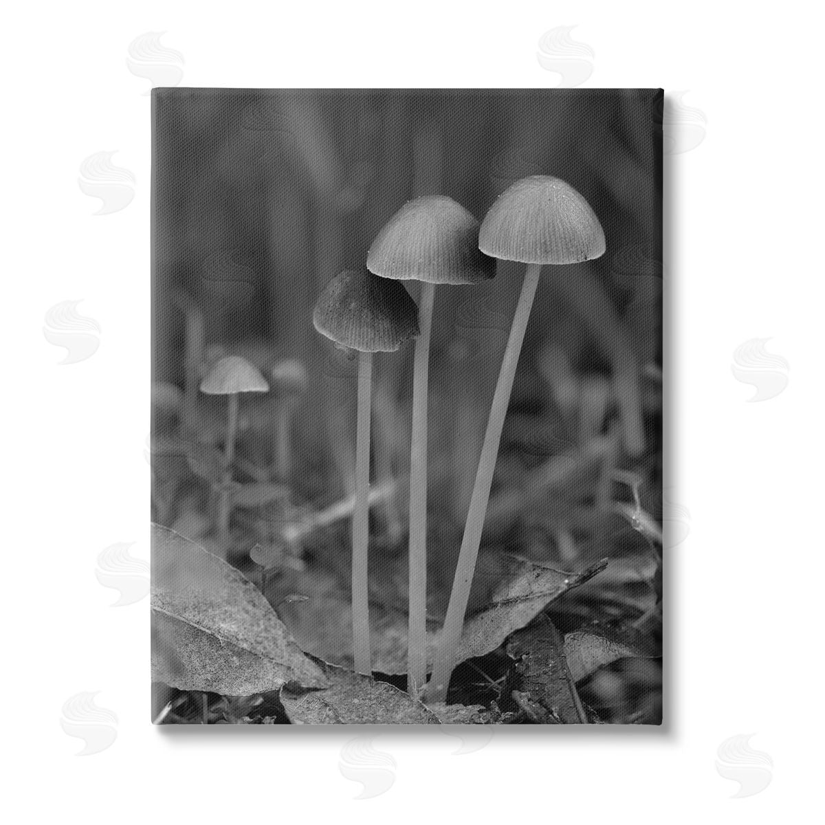 Stupell Studio Forest Mushroom Photography Stretched Canvas Wall Art Print