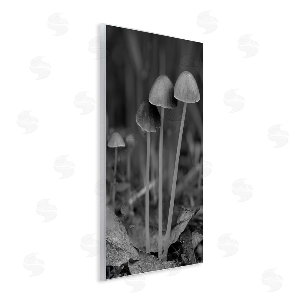 Stupell Studio Forest Mushroom Photography Wall Plaque Art Print