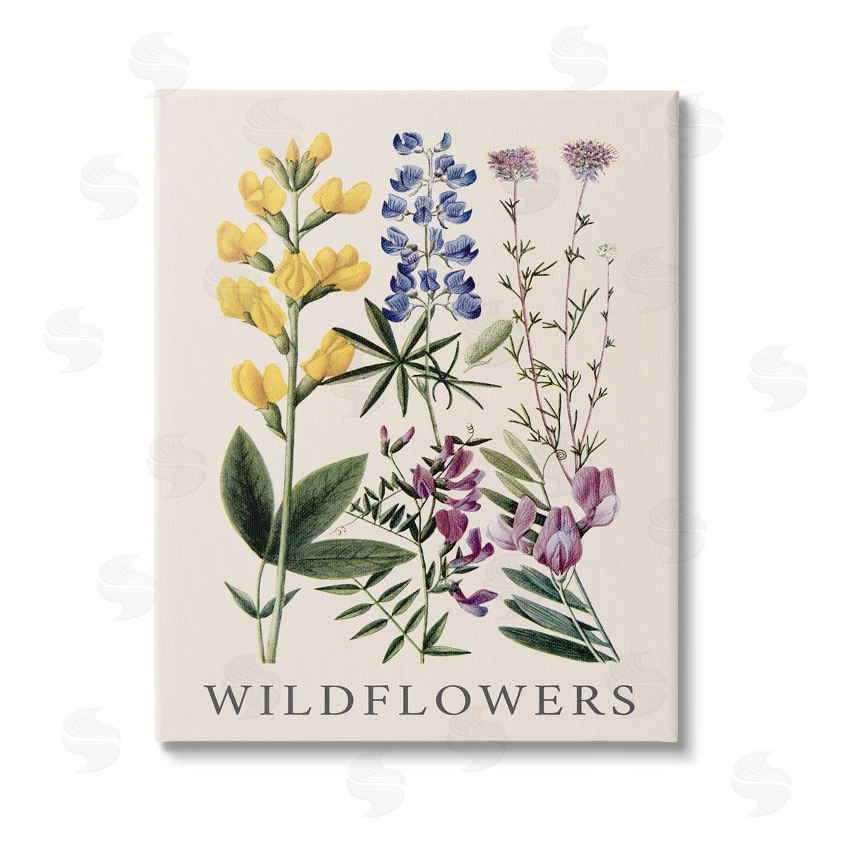 Piddix Wildflower Species Study Stretched Canvas Wall Art Print