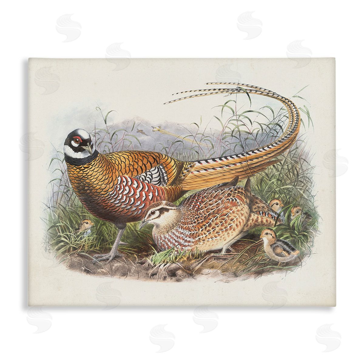 Wild Apple Portfolio Pheasant Family in Nature Stretched Canvas Wall Art Print