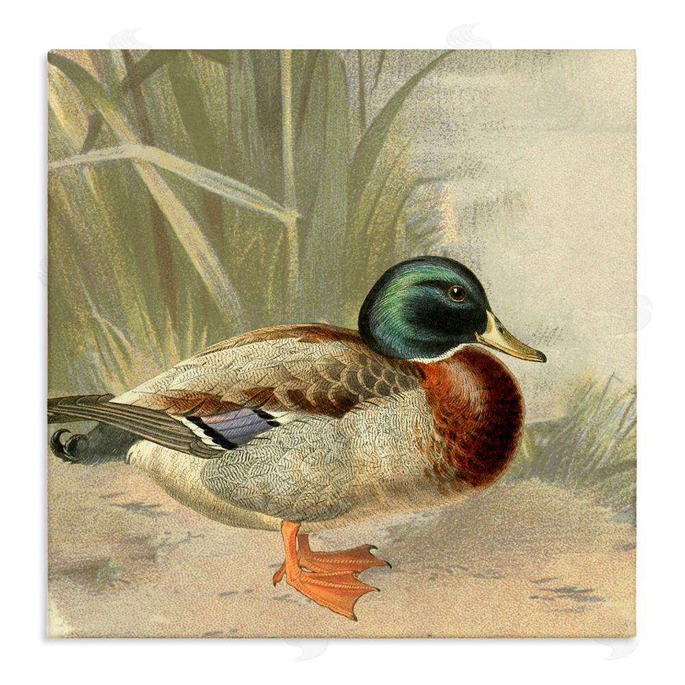 Gail Fraser Traditional Duck & Pond Stretched Canvas Wall Art Print