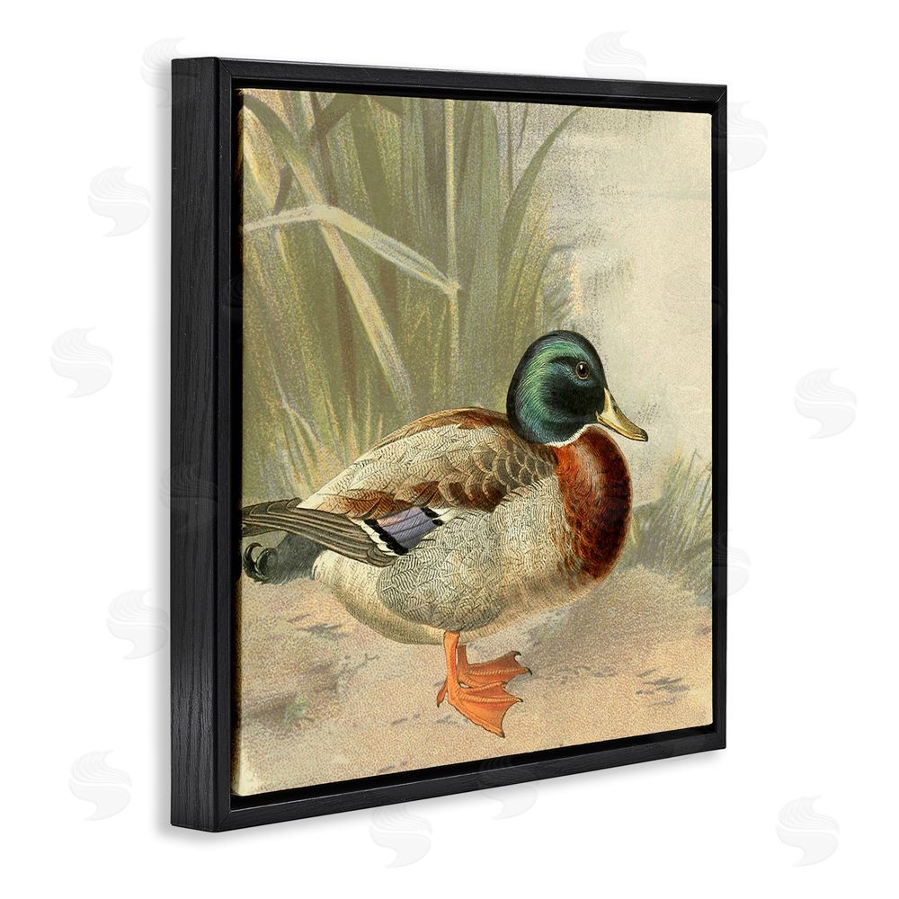 Gail Fraser Traditional Duck & Pond Black Floating Frame Canvas Wall Art Print