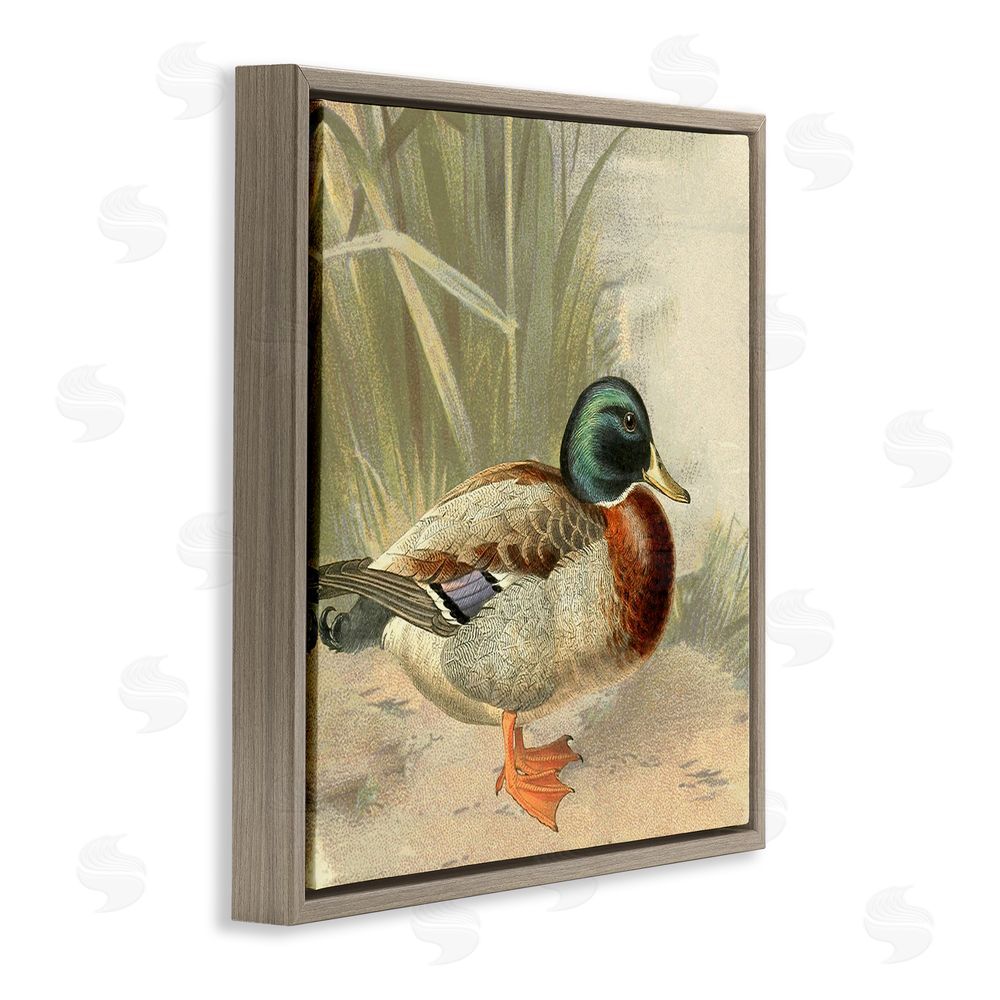 Gail Fraser Traditional Duck & Pond Brown Floating Frame Canvas Wall Art Print